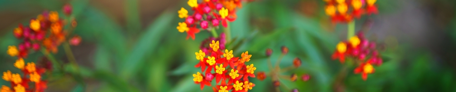 Asclepias photo