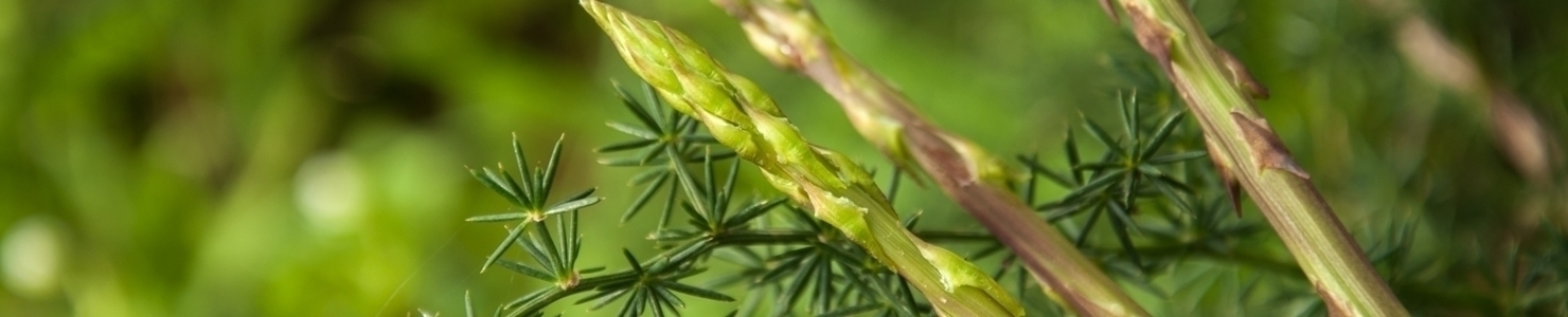 Asparagus photo