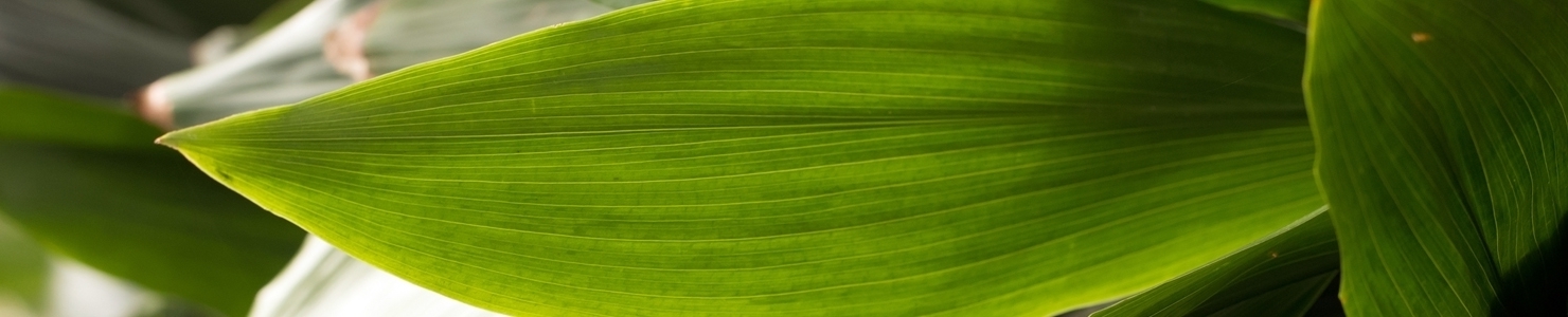 Aspidistra photo