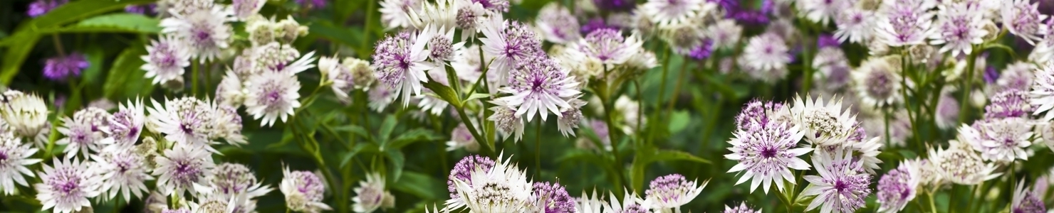 Astrantia photo