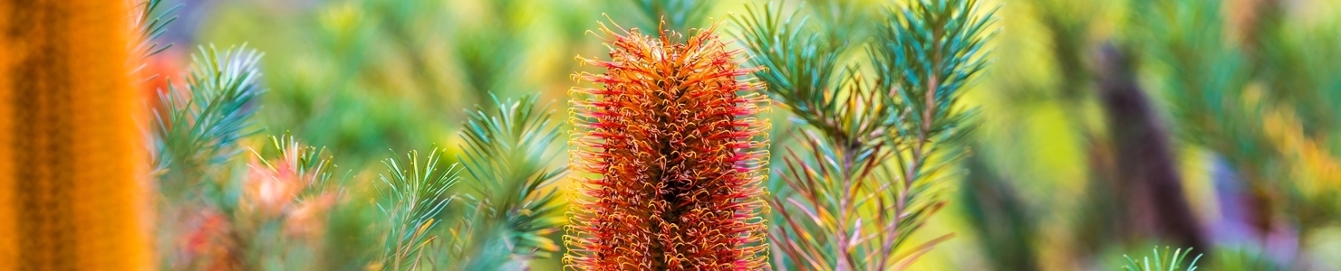 Banksia fotó