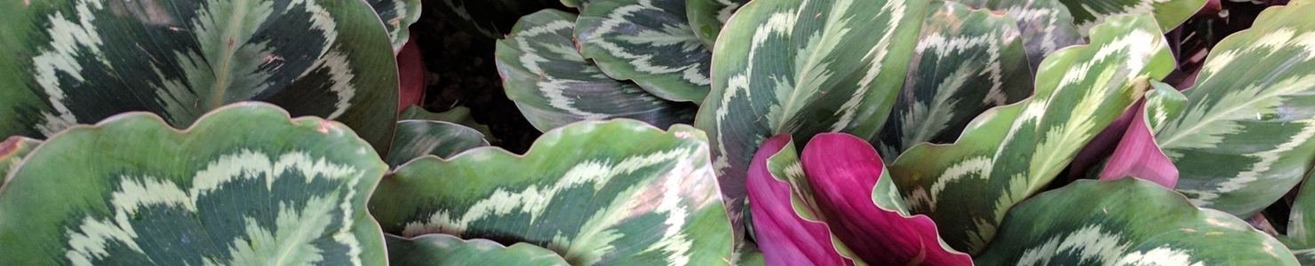 Calathea fotó