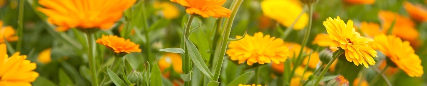 Calendula photo