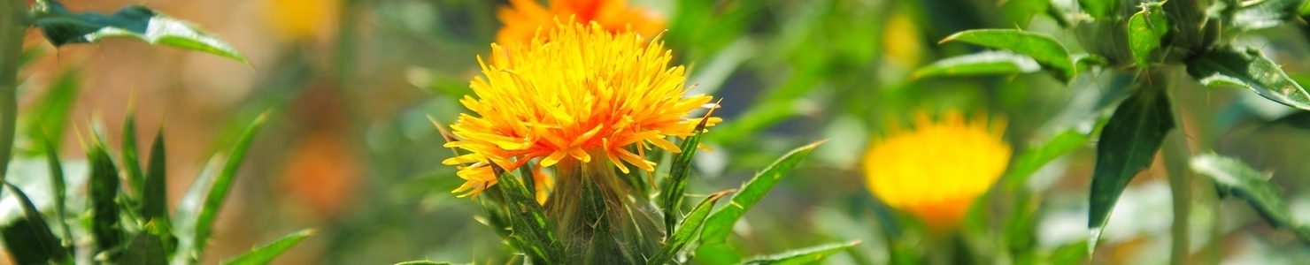 Carthamus photo