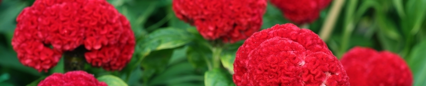 Celosia photo