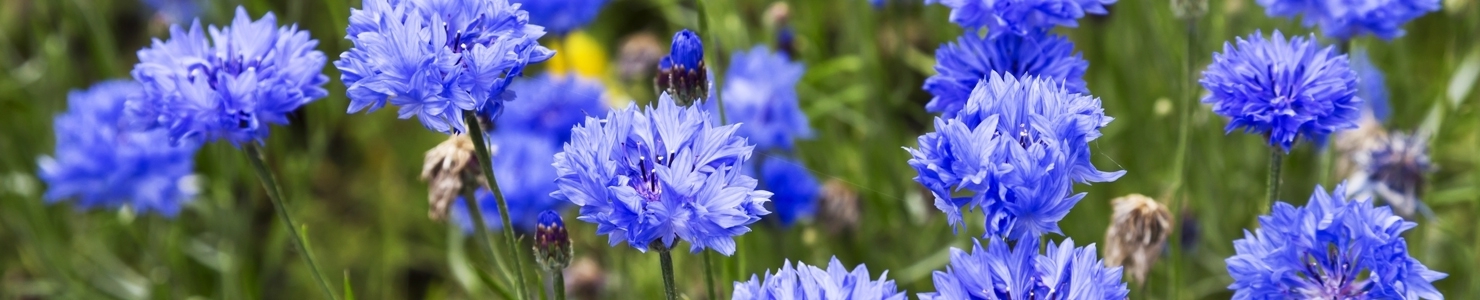 Centaurea photo