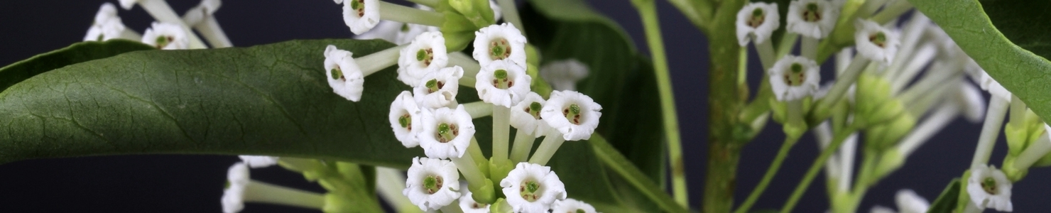 Cestrum photo