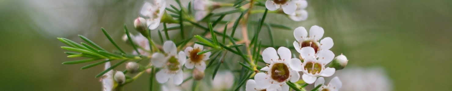 Chamelaucium photo