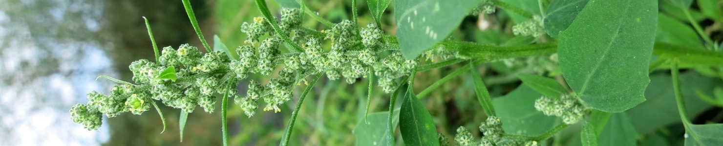 Chenopodium photo