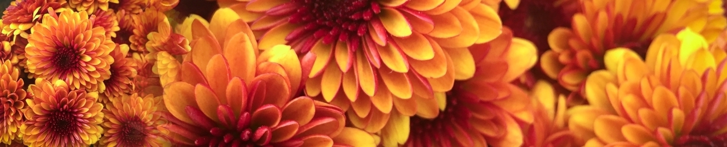 Chrysanthemum Gr photo