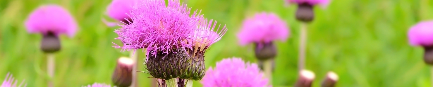 Cirsium photo