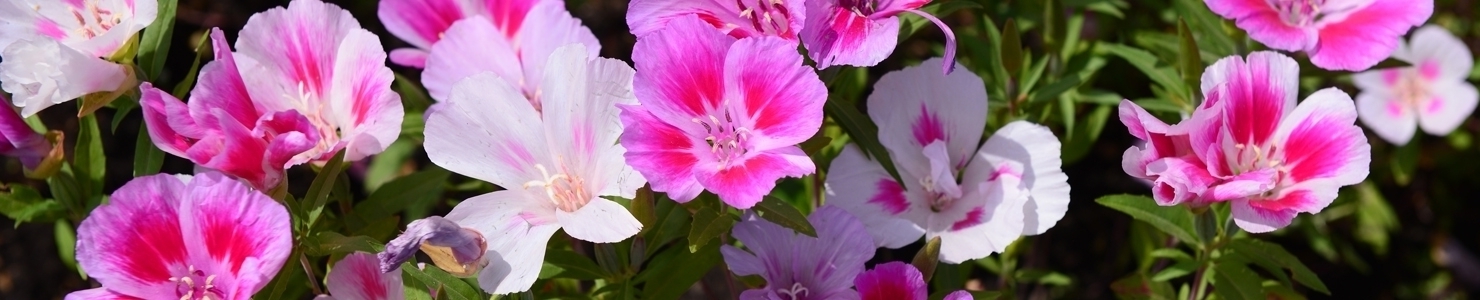 Clarkia photo