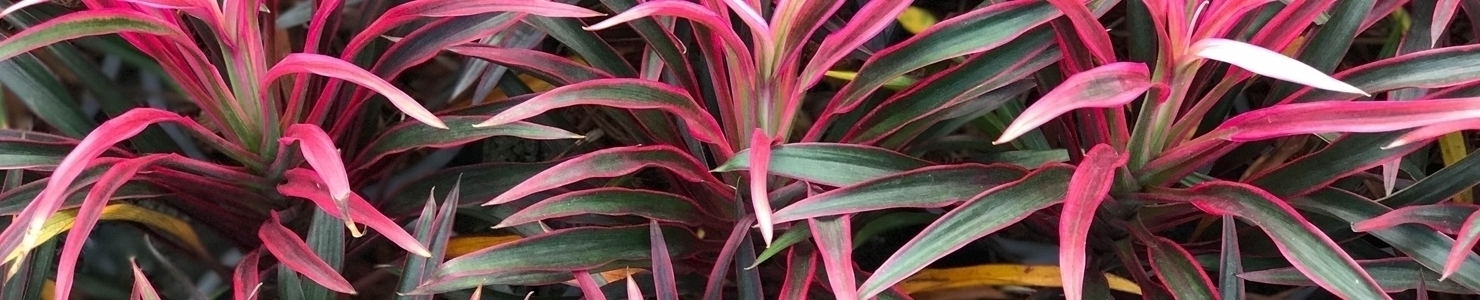 Cordyline fotó
