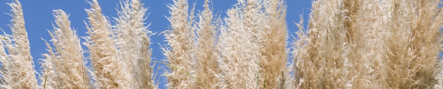 Cortaderia photo