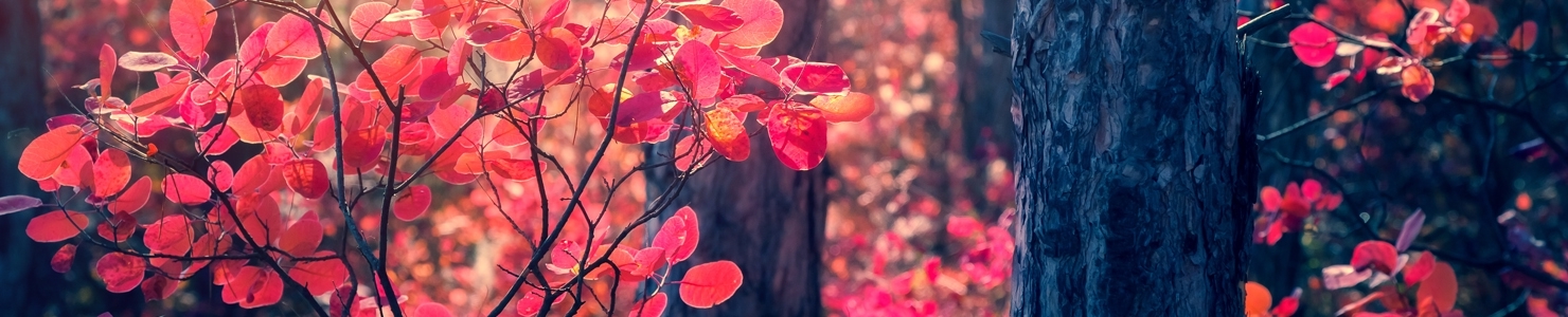 Cotinus photo