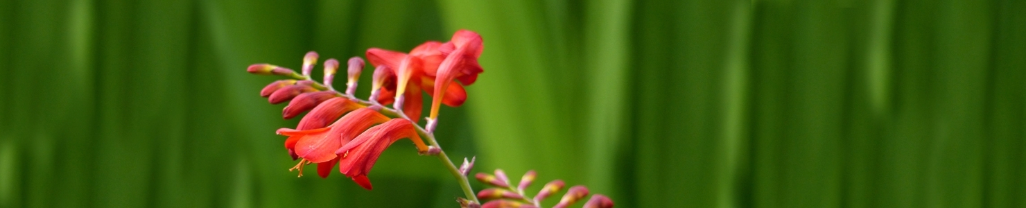 Crocosmia photo