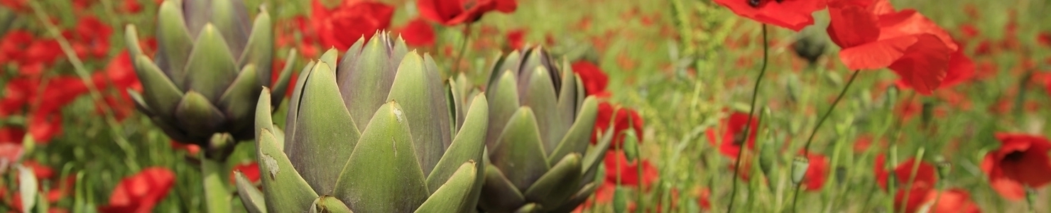 Cynara photo