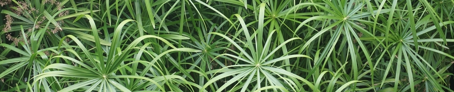 Cyperus photo