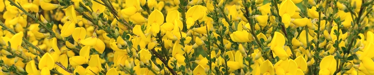 Cytisus photo