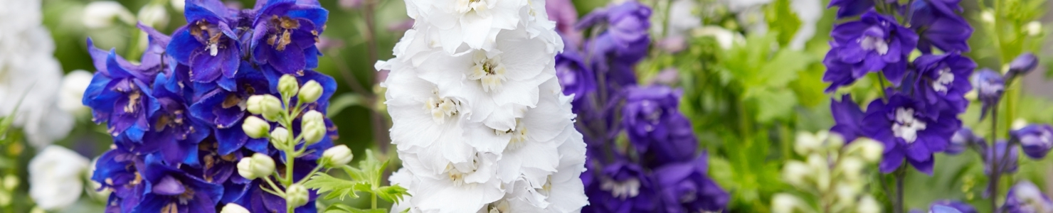 Delphinium photo