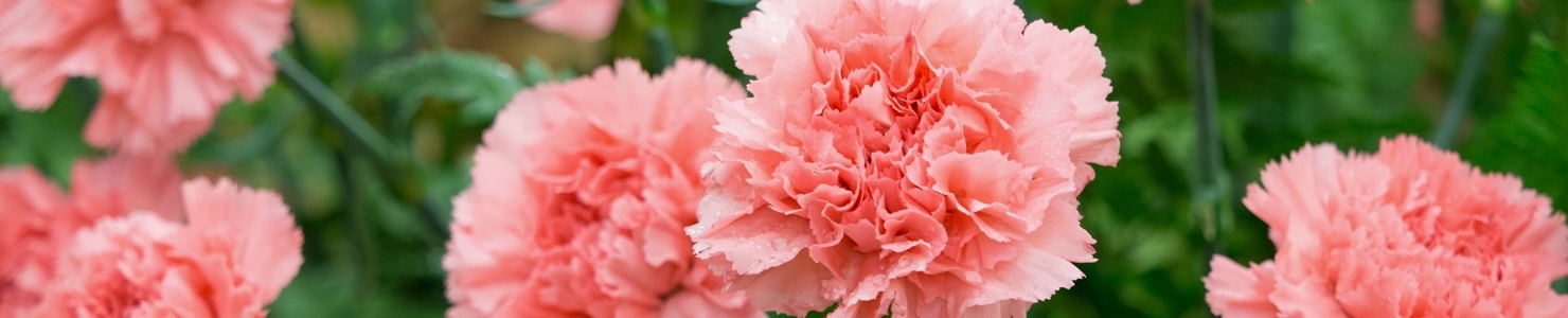 Dianthus photo