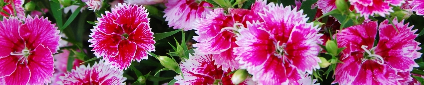 Dianthus barbatus photo