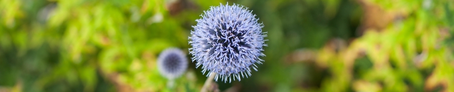 Echinops photo