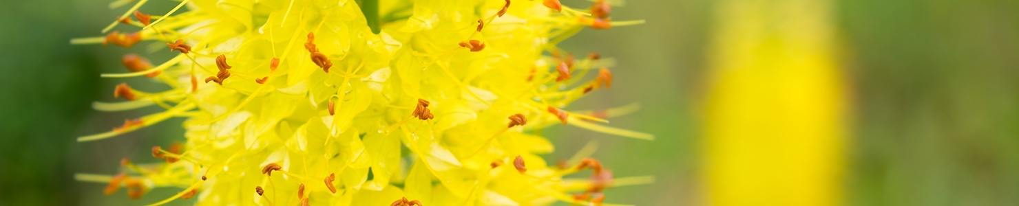Eremurus photo