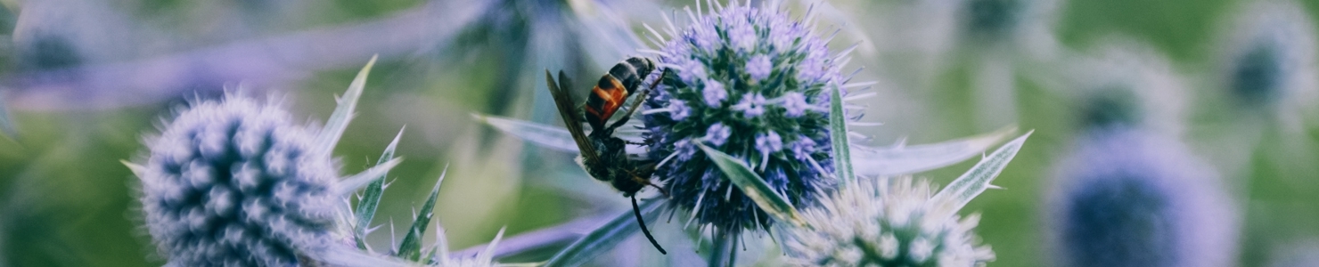 Eryngium photo