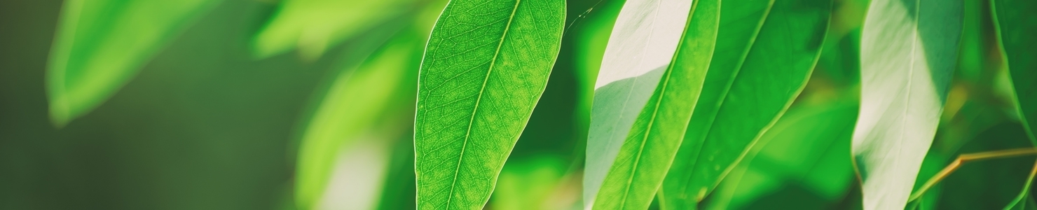 Eucalyptus photo