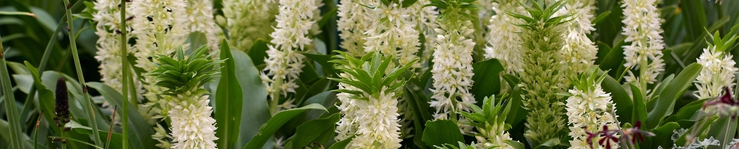 Eucomis photo