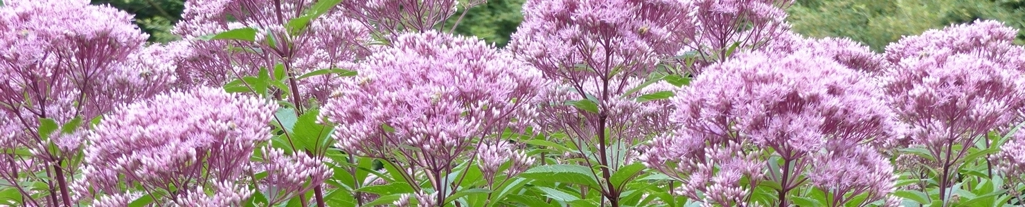 Eupatorium photo