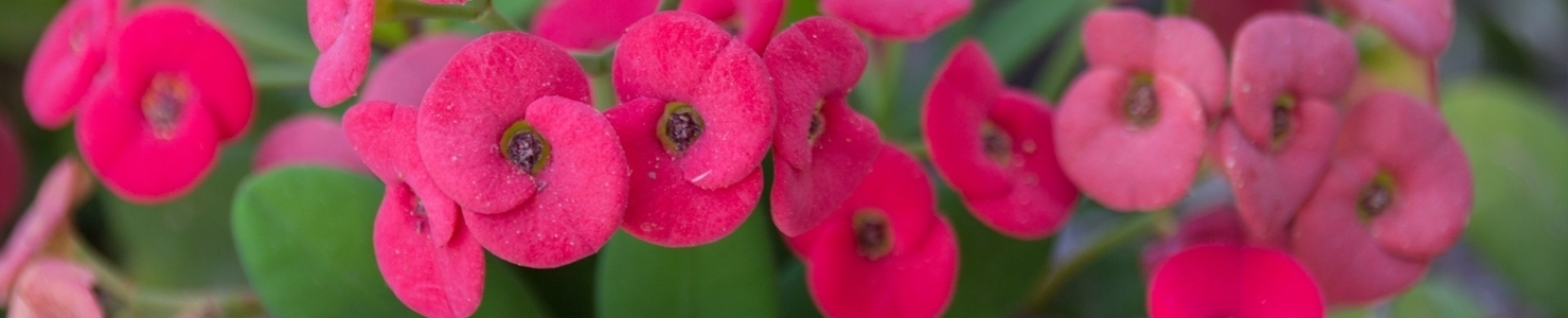 Euphorbia fotó