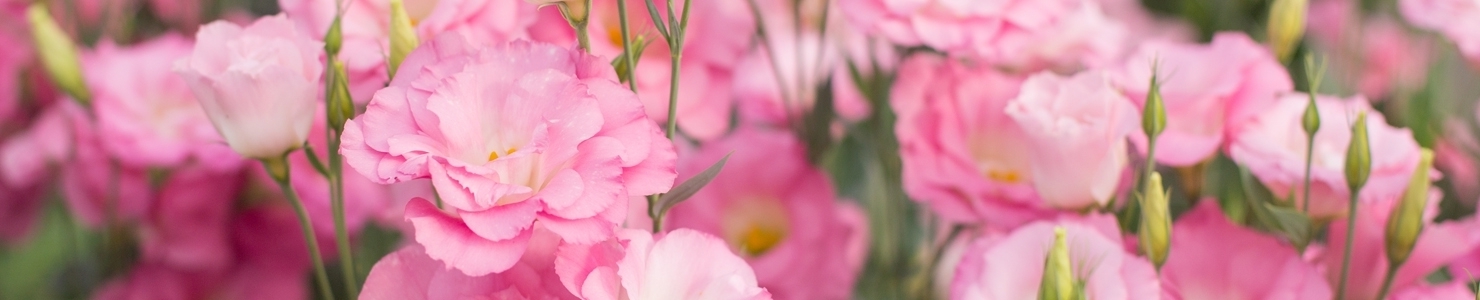 Eustoma photo