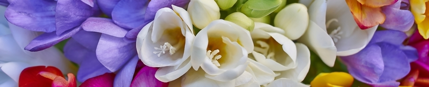 Freesia photo