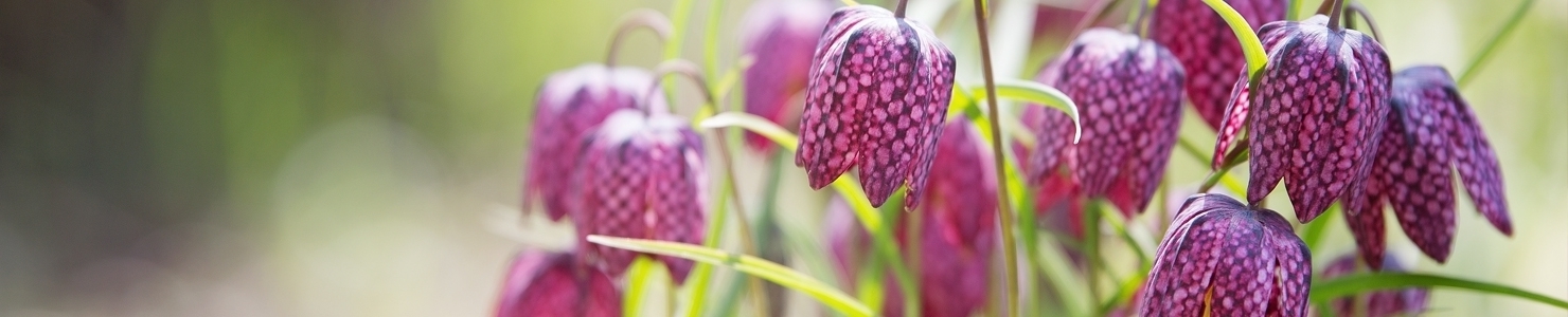 Fritillaria photo