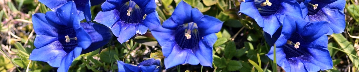 Gentiana photo