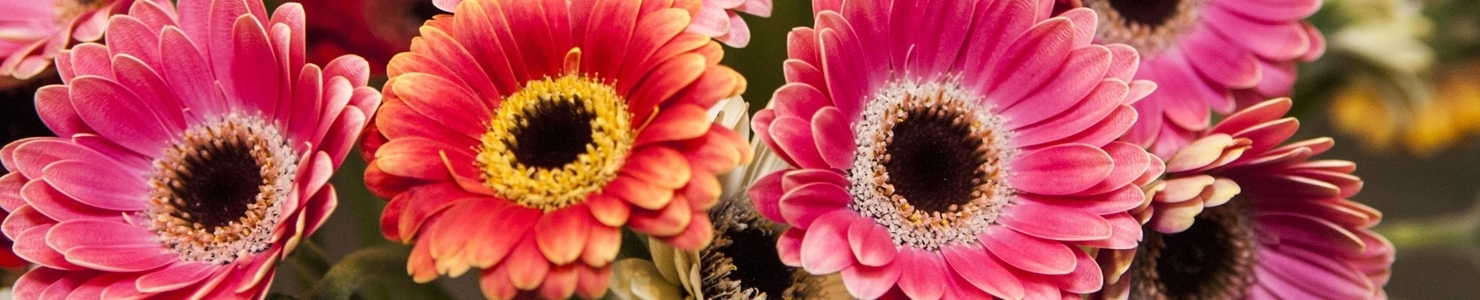 Gerbera Gr photo