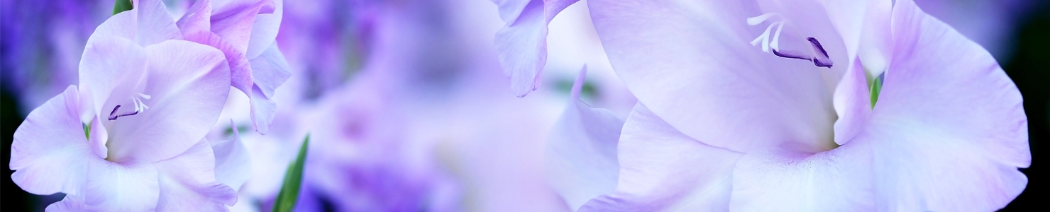 Gladiolus photo