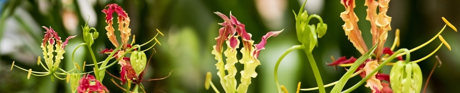 Gloriosa photo