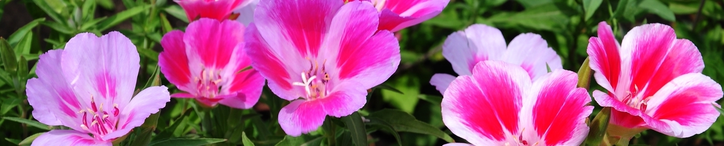 Godetia photo