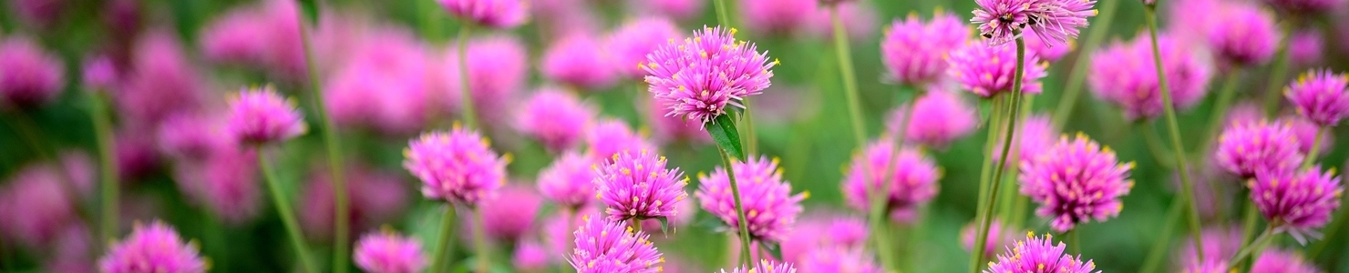 Gomphrena photo