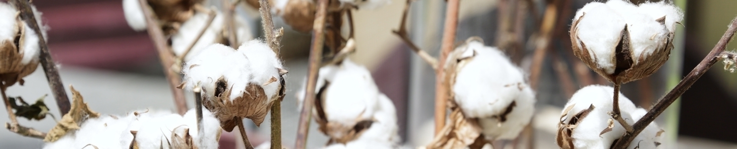 Cotton plant photo