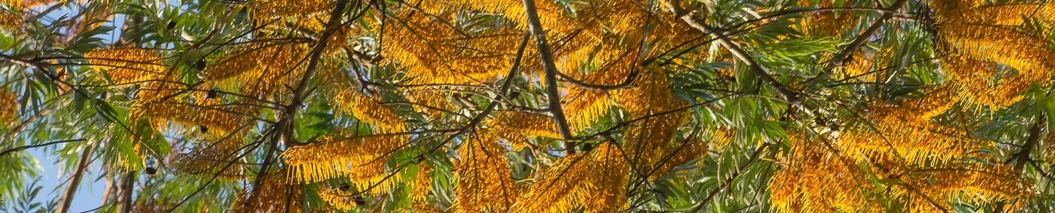Grevillea photo