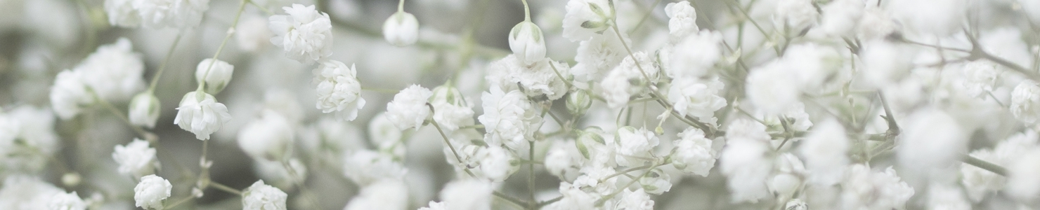 Gypsophila photo