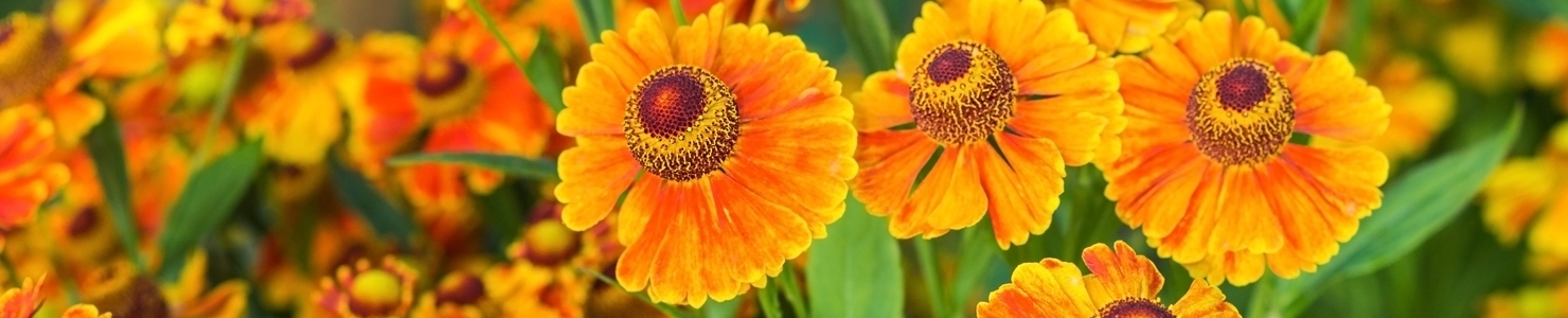 Helenium photo