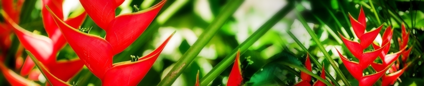 Heliconia photo