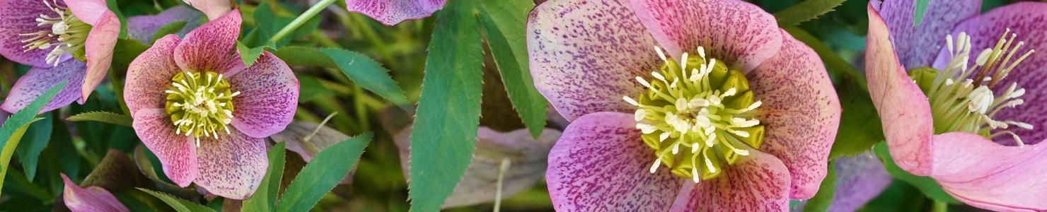 Helleborus photo