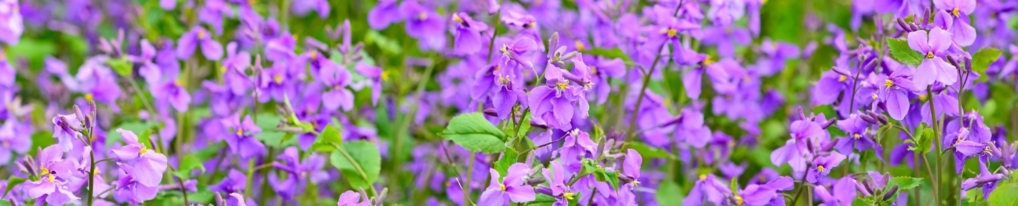 Hesperis photo