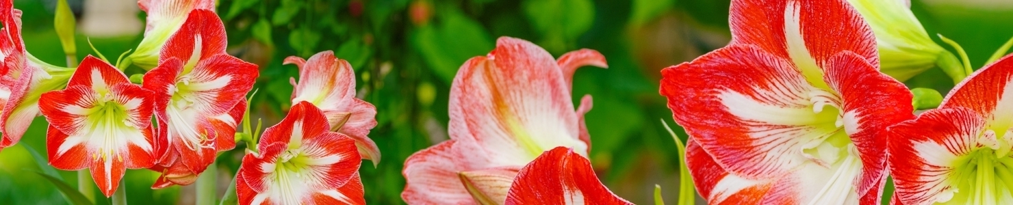 Hippeastrum photo